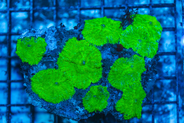 LIVE CORAL - WYSIWYG - 8.4.228