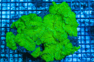LIVE CORAL - WYSIWYG - 8.4.229