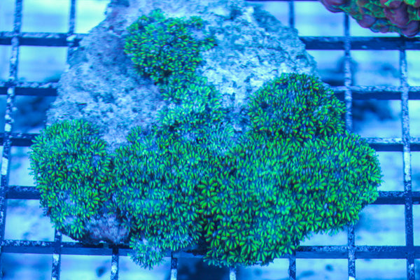 LIVE CORAL - WYSIWYG - 8.4.23