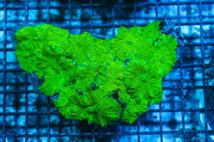 LIVE CORAL - WYSIWYG - 8.4.230