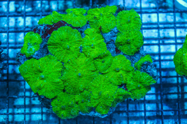 LIVE CORAL - WYSIWYG - 8.4.231
