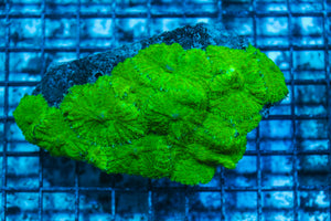 LIVE CORAL - WYSIWYG - 8.4.232
