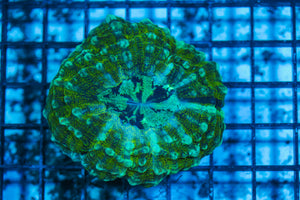 LIVE CORAL - WYSIWYG - 8.4.234