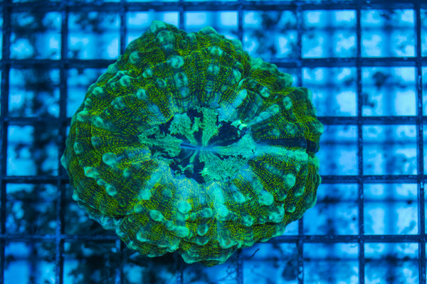 LIVE CORAL - WYSIWYG - 8.4.234