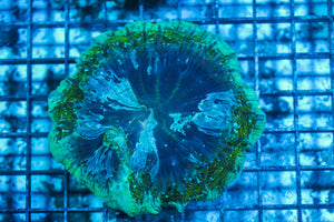 LIVE CORAL - WYSIWYG - 8.4.235