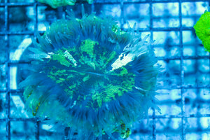 LIVE CORAL - WYSIWYG - 8.4.236