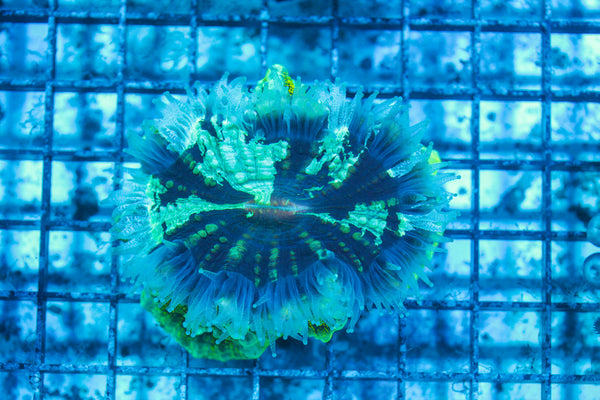 LIVE CORAL - WYSIWYG - 8.4.237