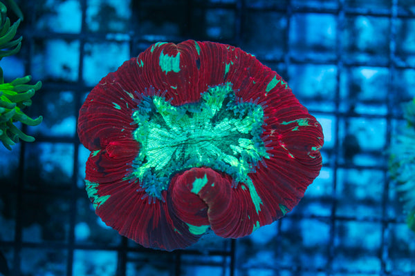 LIVE CORAL - WYSIWYG - 8.4.238