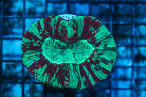 LIVE CORAL - WYSIWYG - 8.4.239