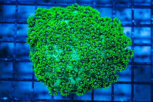 LIVE CORAL - WYSIWYG - 8.4.24
