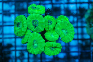 LIVE CORAL - WYSIWYG - 8.4.240