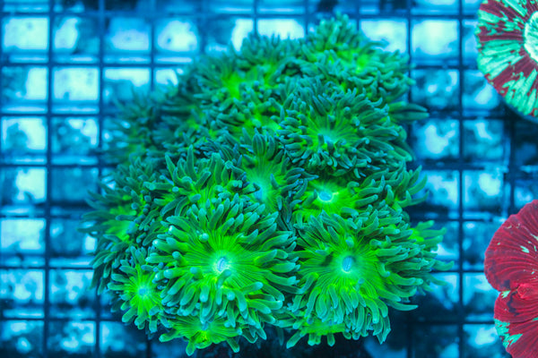 LIVE CORAL - WYSIWYG - 8.4.241