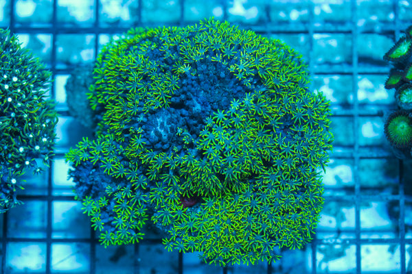 LIVE CORAL - WYSIWYG - 8.4.243