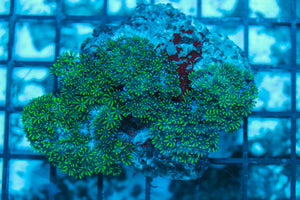 LIVE CORAL - WYSIWYG - 8.4.244