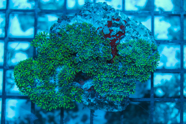 LIVE CORAL - WYSIWYG - 8.4.244