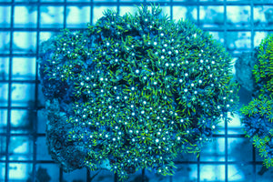 LIVE CORAL - WYSIWYG - 8.4.245