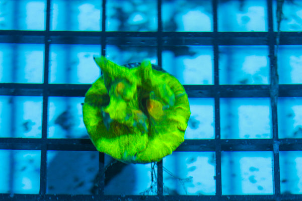 LIVE CORAL - WYSIWYG - 8.4.249
