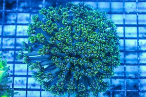 LIVE CORAL - WYSIWYG - 8.4.25