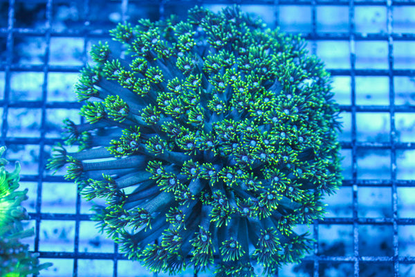 LIVE CORAL - WYSIWYG - 8.4.25