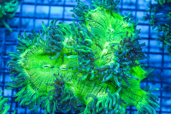 LIVE CORAL - WYSIWYG - 8.4.27