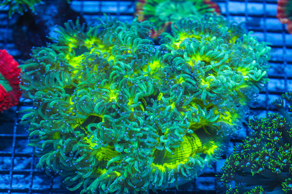 LIVE CORAL - WYSIWYG - 8.4.28