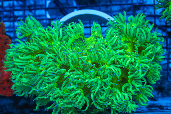 LIVE CORAL - WYSIWYG - 8.4.29