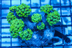 LIVE CORAL - WYSIWYG - 8.4.3