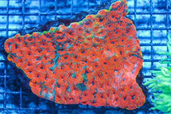 LIVE CORAL - WYSIWYG - 8.4.30