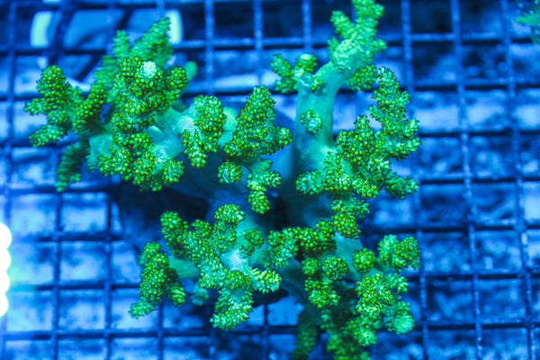 LIVE CORAL - WYSIWYG - 8.4.31