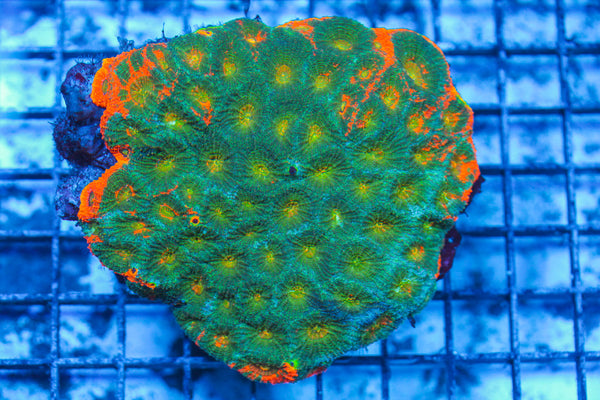 LIVE CORAL - WYSIWYG - 8.4.33