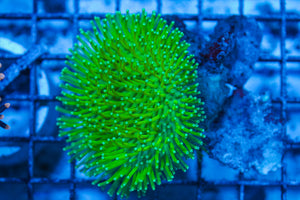 LIVE CORAL - WYSIWYG - 8.4.34