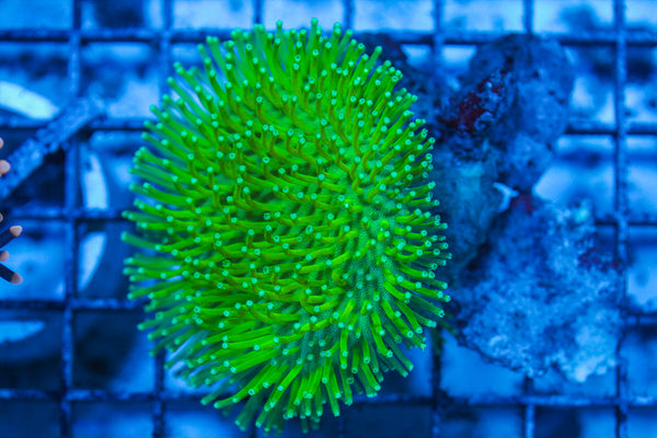 LIVE CORAL - WYSIWYG - 8.4.34