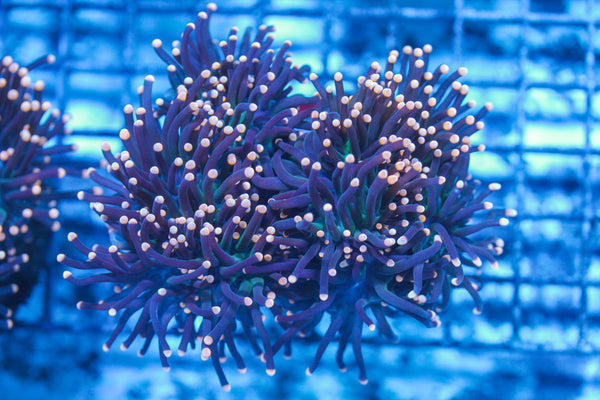 LIVE CORAL - WYSIWYG - 8.4.35