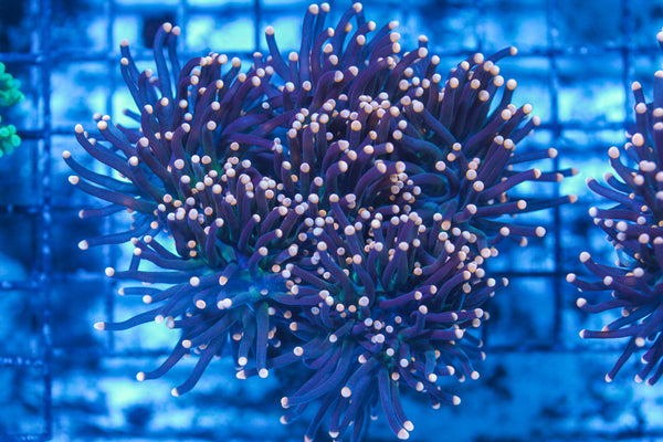 LIVE CORAL - WYSIWYG - 8.4.36