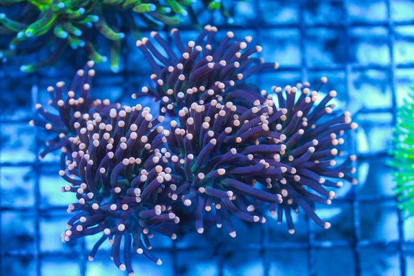 LIVE CORAL - WYSIWYG - 8.4.37