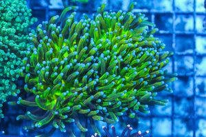 LIVE CORAL - WYSIWYG - 8.4.38