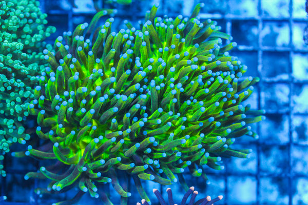 LIVE CORAL - WYSIWYG - 8.4.38