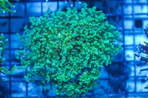 LIVE CORAL - WYSIWYG - 8.4.40