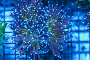 LIVE CORAL - WYSIWYG - 8.4.41