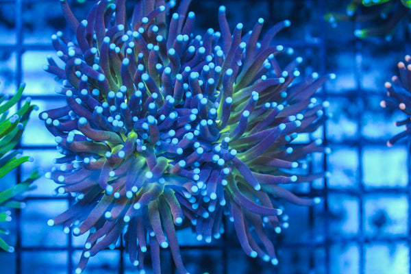 LIVE CORAL - WYSIWYG - 8.4.41