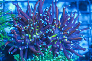 LIVE CORAL - WYSIWYG - 8.4.43