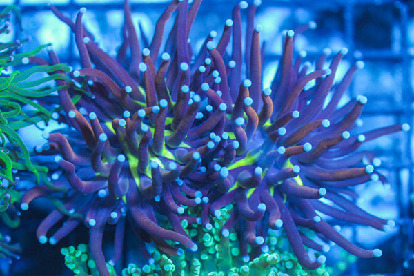 LIVE CORAL - WYSIWYG - 8.4.43