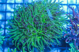 LIVE CORAL - WYSIWYG - 8.4.44