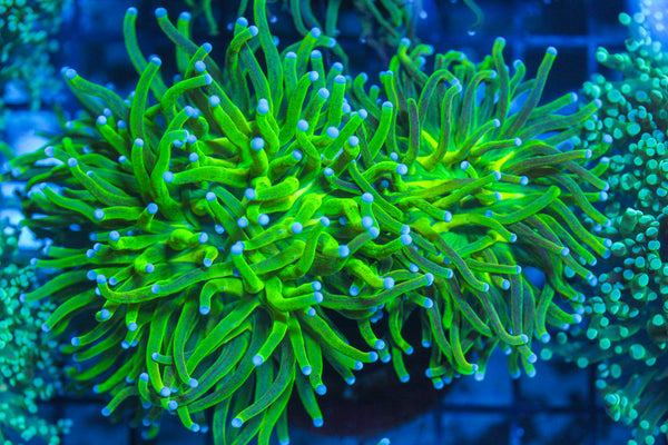 LIVE CORAL - WYSIWYG - 8.4.45