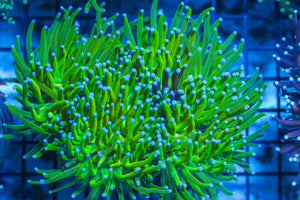 LIVE CORAL - WYSIWYG - 8.4.46