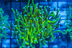 LIVE CORAL - WYSIWYG - 8.4.47