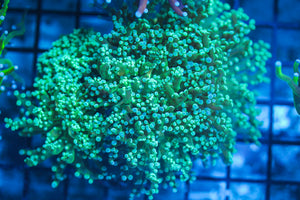 LIVE CORAL - WYSIWYG - 8.4.48