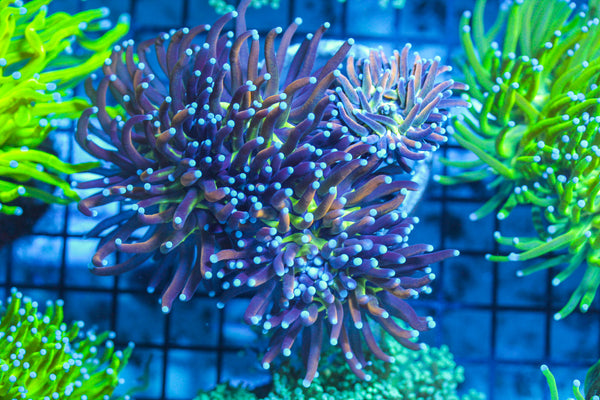 LIVE CORAL - WYSIWYG - 8.4.49