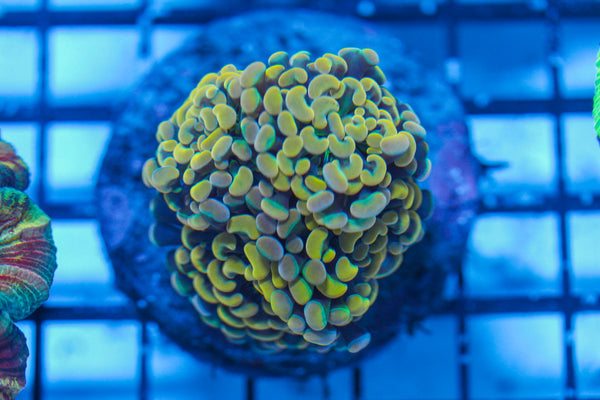 LIVE CORAL - WYSIWYG - 8.4.4