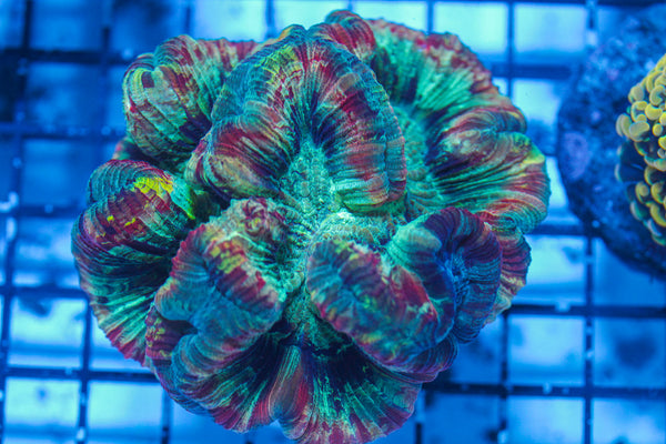 LIVE CORAL - WYSIWYG - 8.4.5